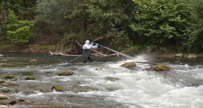 Similium İle Biyolojik Mücadele Başarılı Geçti