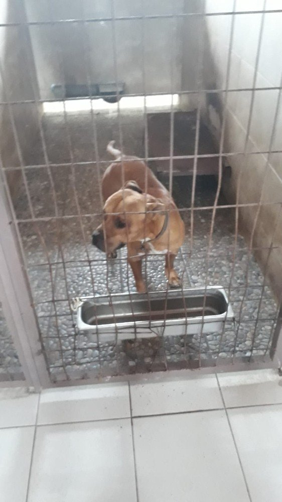 İzmit Zabıtası Başıboş Gezen Pitbull Cinsi Köpeği Barınağa Götürdü