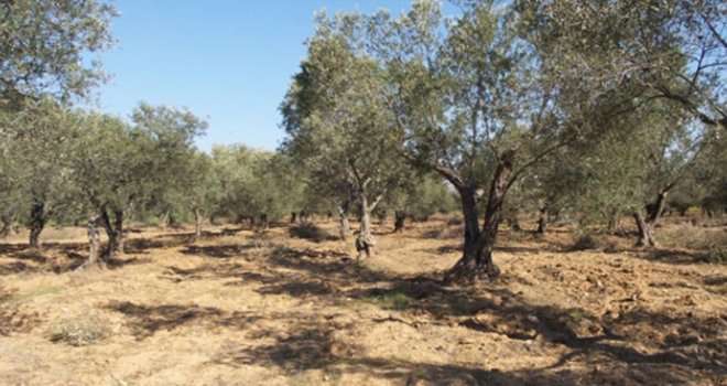 Zeytin Üreticilerinde Dev Rekolte Bildirimi