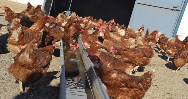 Kümes Hayvancılığında Manisa Yine Zirvede