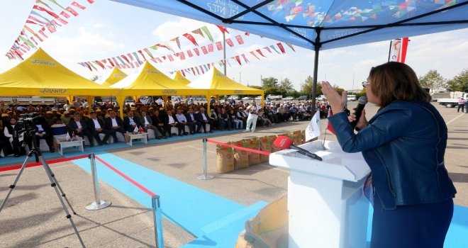 Büyükşehir Buğday Ve Arpa Tohumu Dağıttı