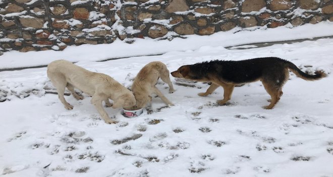 Uludağdaki Sahipsiz Hayvanlar Düzenli Olarak Besleniyor