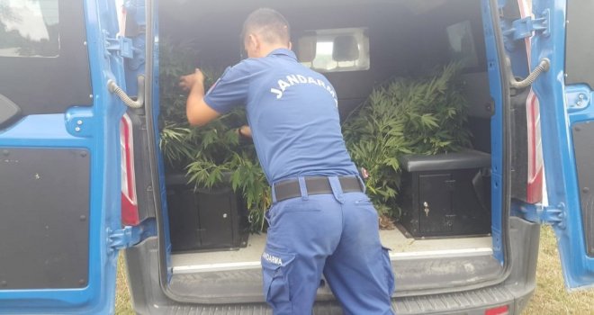 Sinopta 97 Kök Kenevir Bitkisi Ele Geçirildi