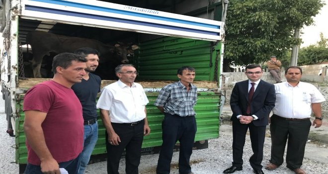 Domaniçte 8 Genç Çiftçiye 5Er Adet Büyükbaş Hayvan