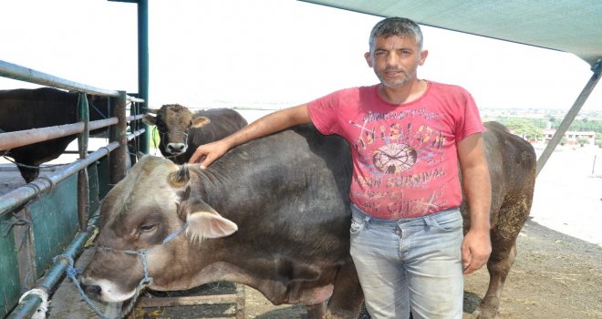 Firari Düve Bir Yıl Sonra Ortaya Çıktı