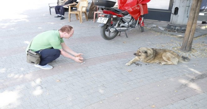 (Özel) Üç Ayağıyla Caddelerin Maskotu Oldu