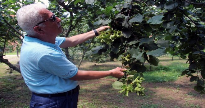 Fındık Üreticisine Hasat Uyarısı