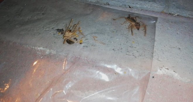 Ereğlide Vatandaşları Et Yiyen Sarıkız Örümceği Korkusu Sardı