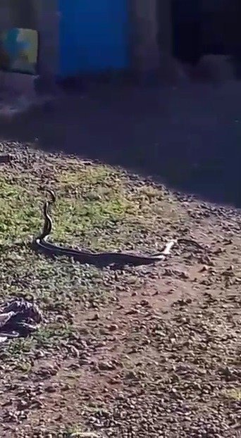 Evlerin Arasında Yılanların Dansı