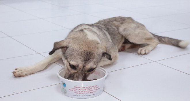Ölüme Terk Edilen Köpek Koruma Altında