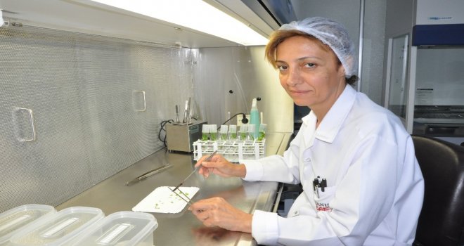 Üzüm Bağlarında Rekolte Kaybını Önleyecek Çalışma