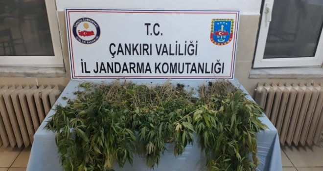 Çankırıda 450 Kök Kenevir Ele Geçirildi