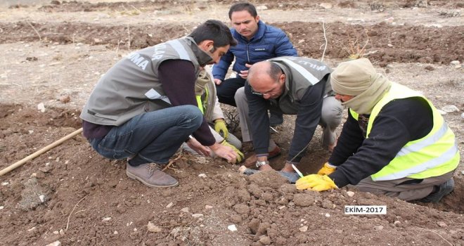Yaban Hayvanlar İçin Dikilen Meyve Fidanları Büyüyor