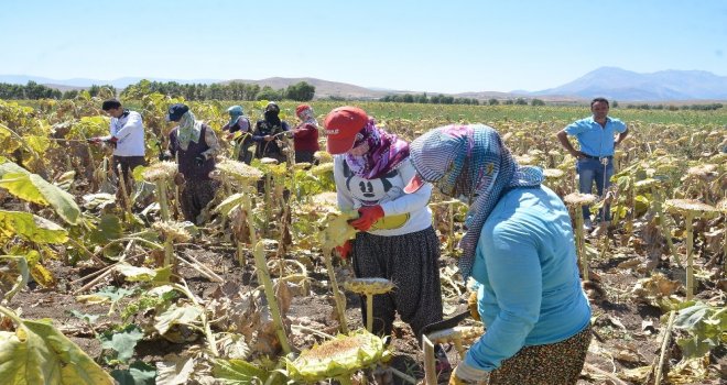 Elbistanda Ayçiçeği Hasadı Başladı