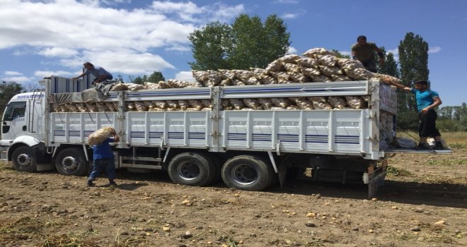 Yozgatta Patates Ve Soğan Hasadı Devam Ediyor