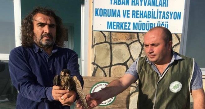 Yaralı Doğan Ve Erguvan Balıkçıl Kuşu Tedavi Altına Alındı
