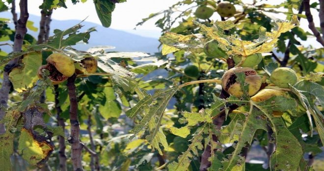 İncir Üreticisini Yaz Yağmurları Vurdu