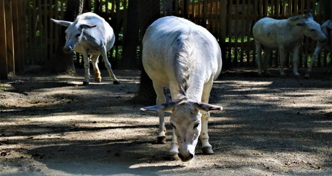 (Özel) Mardinin Eşekleri, Doğal Yaşam Parkında Emekliliklerinin Tadını Çıkartıyor