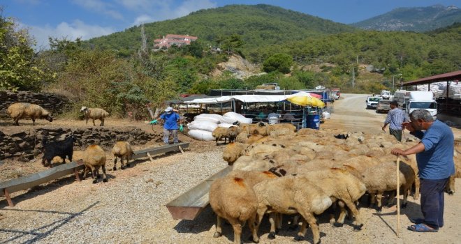 Manavgat Ve Alanyada Bayram Öncesi İlaçlama Seferberliği