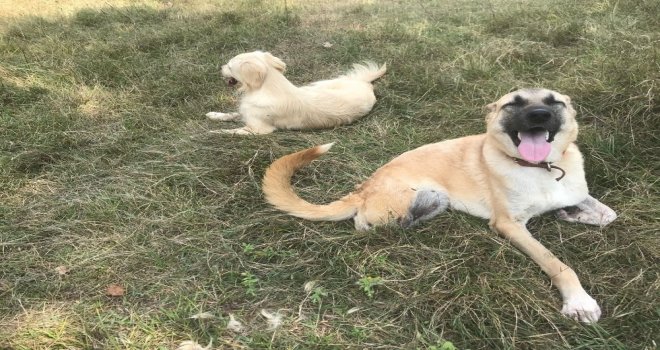 Araba Çarpıp Kaçtı, İki Patisiyle Hayata Tutundu