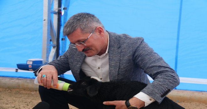(Özel Haber) Belediye Eliyle Hayvan Yetiştiriciliği