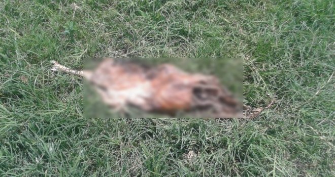 Antalyada Parkta Bulunan Ölü Köpek Tepki Çekti