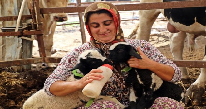 Anneleri Doğumda Ölen İkiz Kuzulara ‘Özel Anne Şefkati