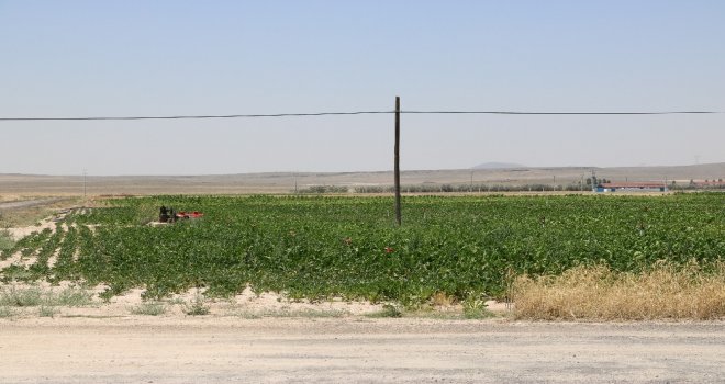 Çukurkuyuda Tarıma Dayalı Hayvancılık Bölgesi Kuruldu