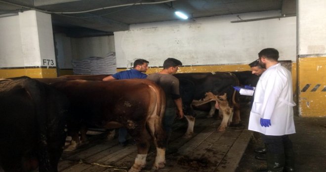 Bayrampaşada Kurbanlıklar Denetim Altında