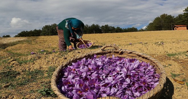 Kilosu 30 Bin Tl Olan Safranda Hasat Başladı