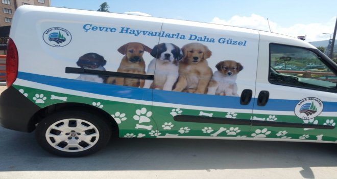 Başkan Yılmaz, Sokak Hayvanlarını Görmezden Gelmedi