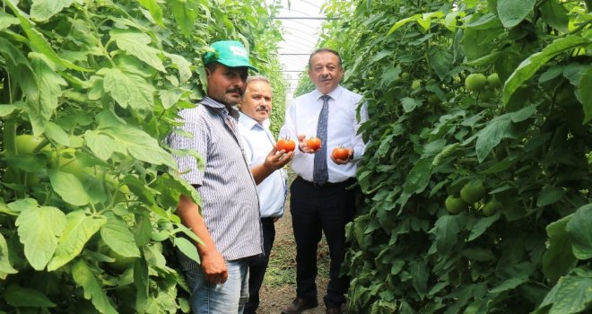 Sarı Ve Sayandan Seralarda İnceleme