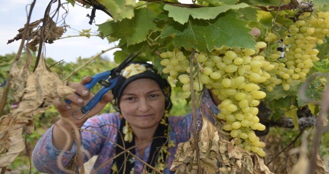 (Özel) Çekirdeksiz Üzümün Türkiyedeki İlk Hasadı Buldanda Başladı