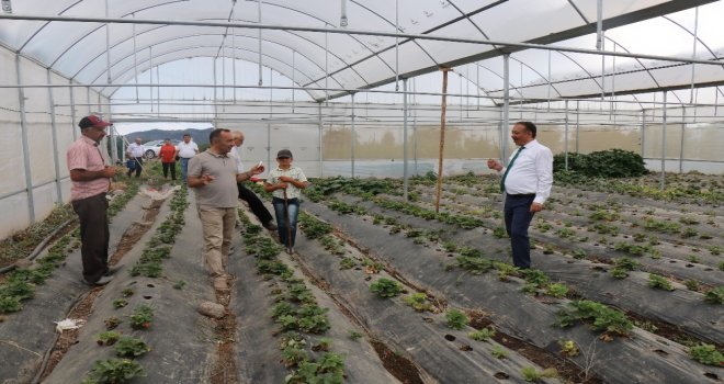 İl Müdürü Sarıdan Çilek Bahçelerinde İnceleme