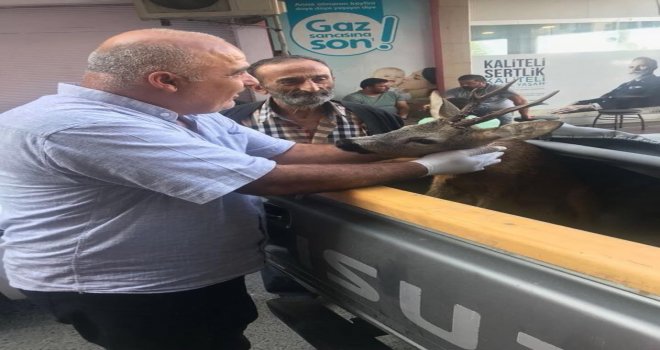 Trabzonda Yaralı Karaca Tedavi Altına Alındı