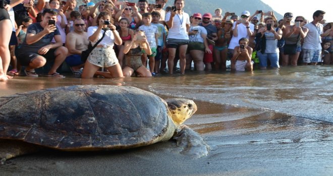 Tedavisi Tamamlanan Caretta Carettalar Denizle Buluştu