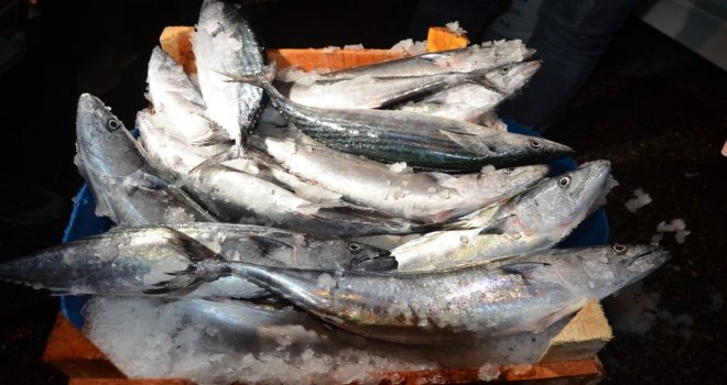 Sezonun İlk Balıkları Yüz Güldürdü