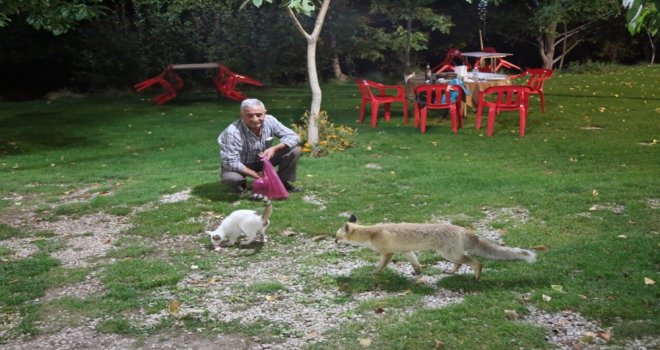 Bu Tilkiler Her Gün Lokantada