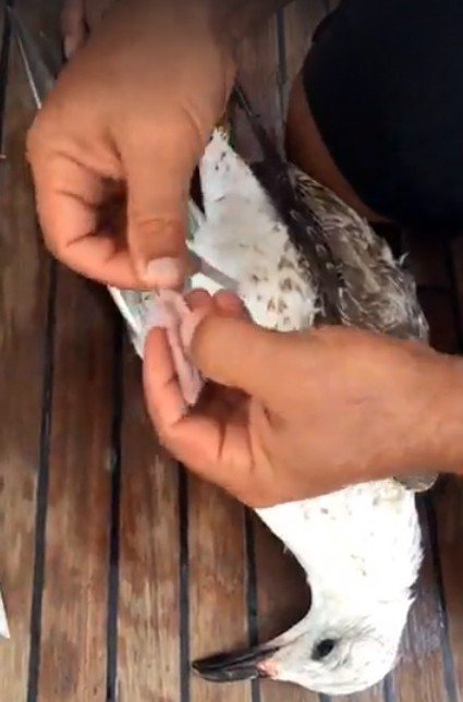 Denizde Oltaya Takılıp Can Çekişen Martı Kaptan Tarafından Kurtarıldı