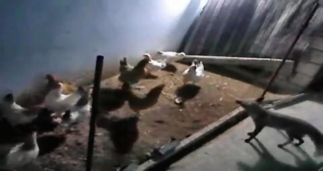 Tavukları Eksilince Kümese Güvenlik Kamerası Kurdu