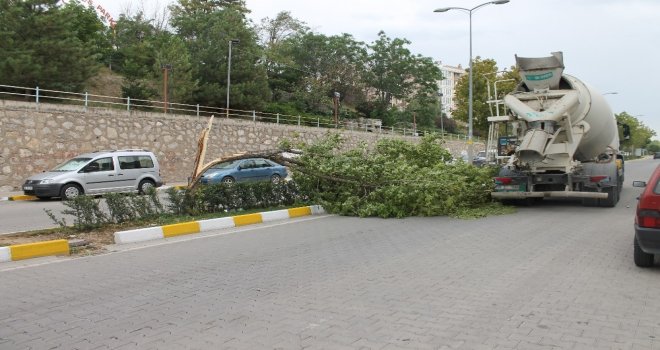 Çankırıda Fırtına Ağaçları Kökünden Söktü