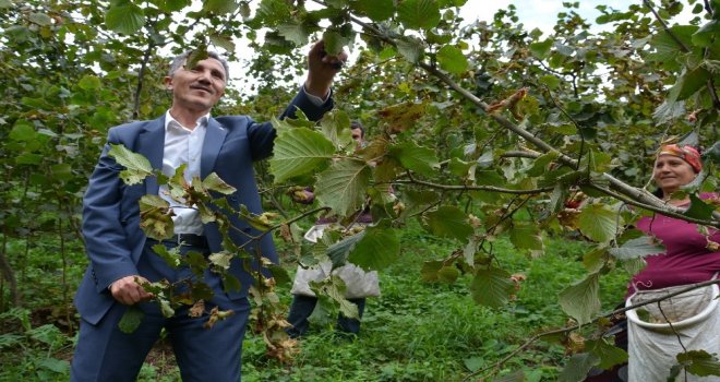 Başkan Kaya, Fındık Topladı