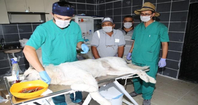 Ereğlide Sokak Hayvanları Kısırlaştırılıyor