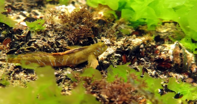 Karadenizde Çektiği Su Altı Fotoğrafı Ödül Getirdi