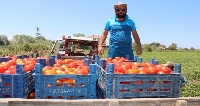 Bafrada Yetişen Domates Tüketicinin İmdadına Yetişti