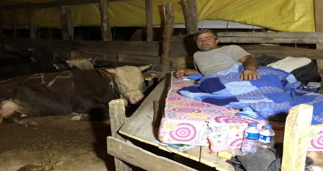 Kurbanlıklarla Koyun Koyuna Yatıyorlar