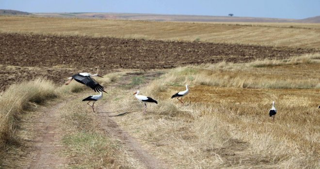 Hasat Sonrası Leyleklerin Karın Doyurma Mesaisi Başladı