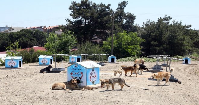 Mudanya Belediyesinden Sahipsiz Hayvanlara Besleme Noktası