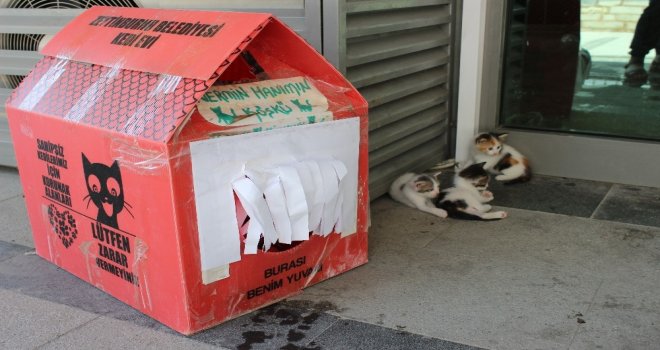 (Özel) Merkezefendi Millet Kıraathanesinin Maskotu Kediler