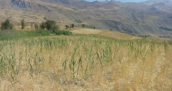 Yaban Domuzları Buğday Tarlalarına Zarar Verdi